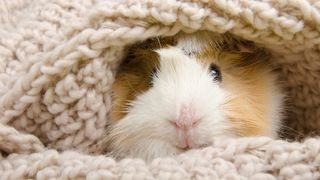 Guinea pig wrapped up in soft scarf