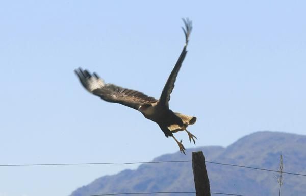 This raptor was smitten with the Saxo Bank jerseys