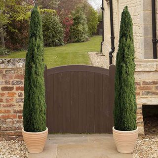 pair of italian cypress trees either side of a gate