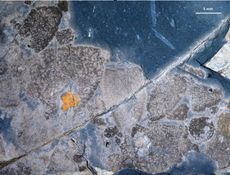 sponge fossils