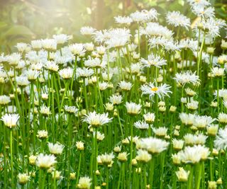 Shasta daisies in meadow garden