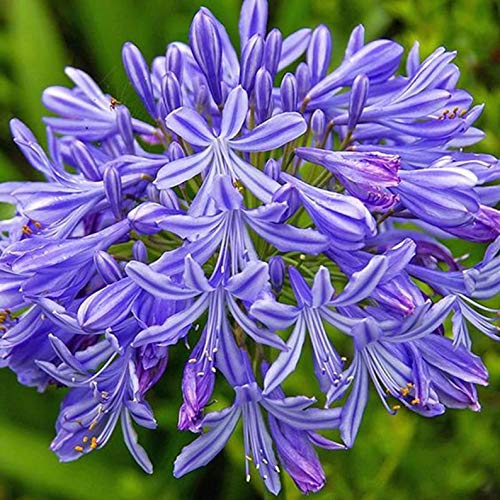 Amazon.com : 3 Bareroot Blue Agapanthus/lily of the Nile : Patio, Lawn & Garden