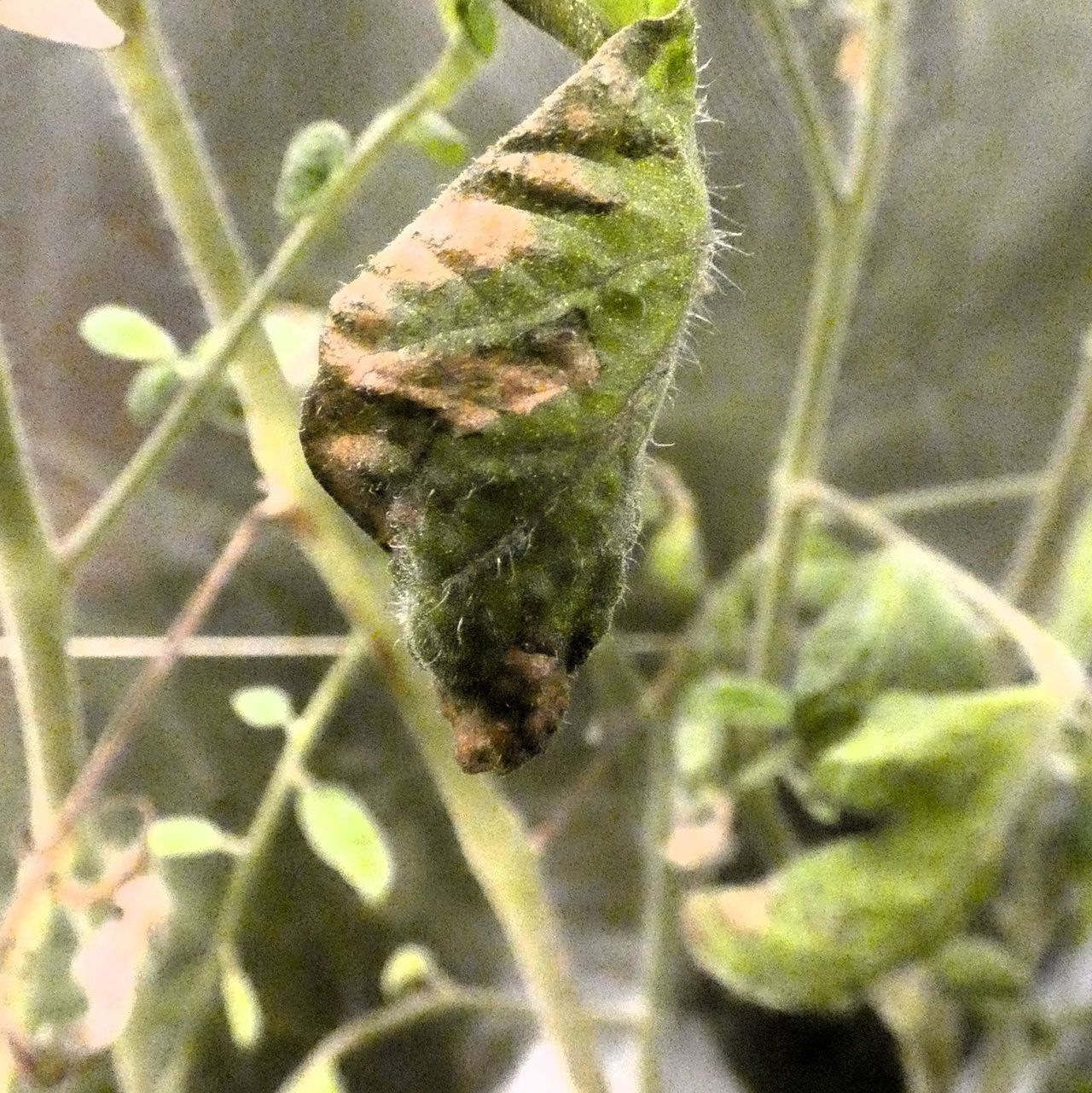 Tomato Botryosporium Mold In Garden