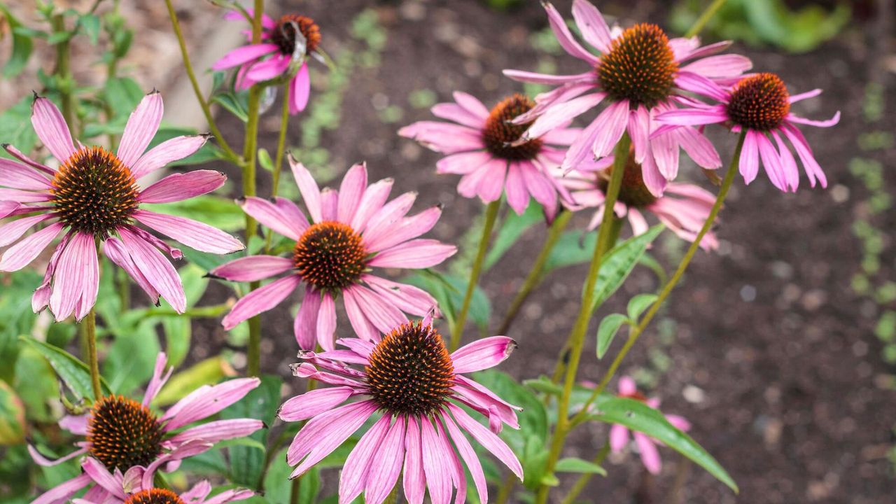 Purple Coneflowers