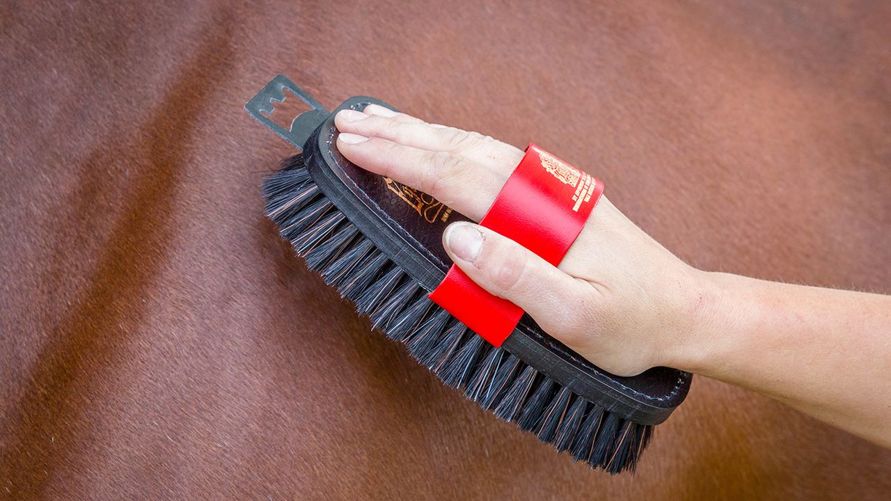 Equerry Luxury XLH body brush review