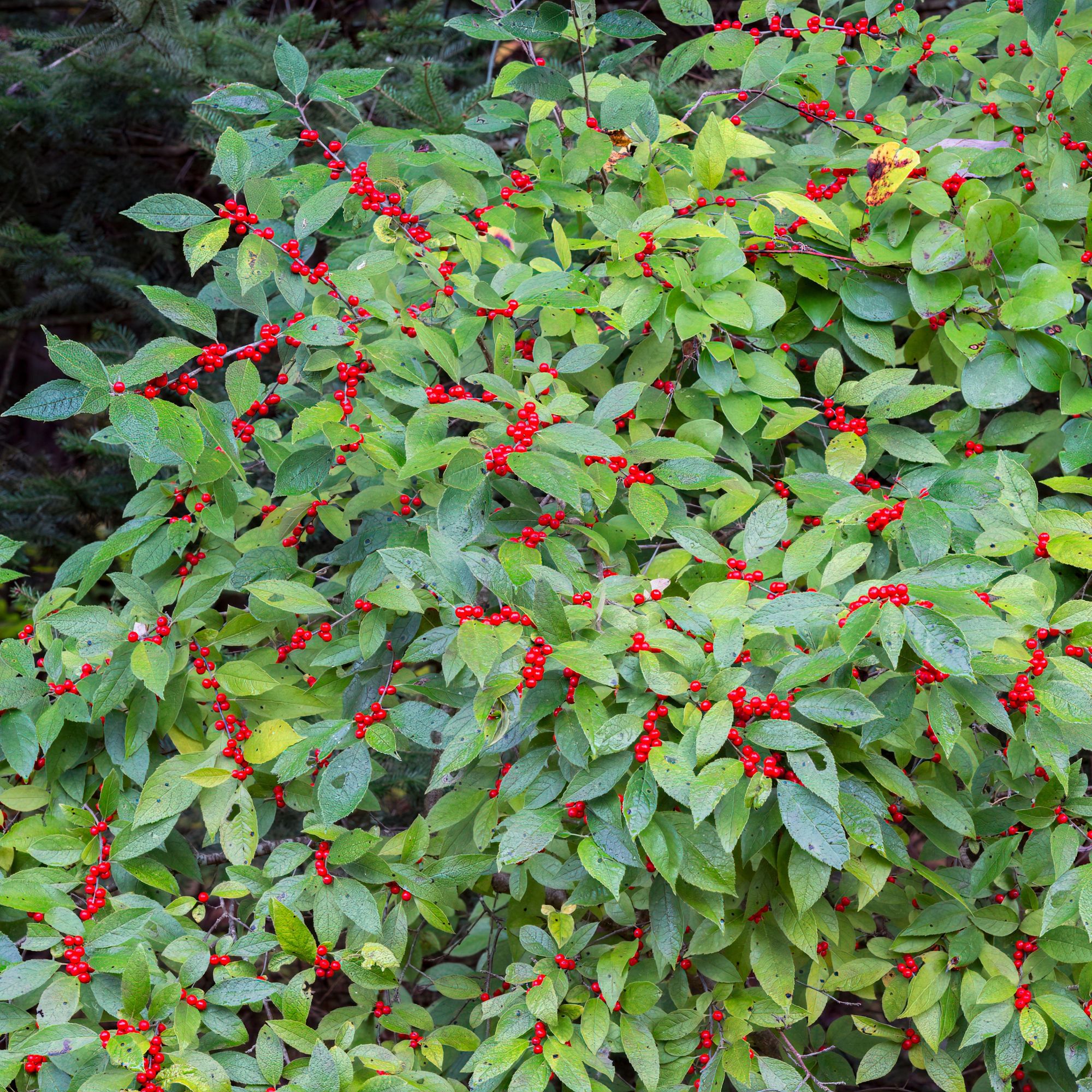 winterberry holly shrub
