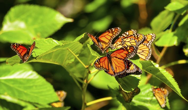 Plants For Butterfly Migration - Favorite Plants For Migrating ...