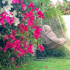 Bougainvillea flowers beside garden hanging chair