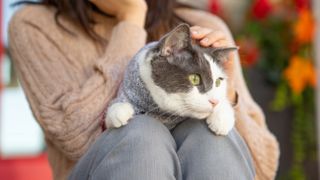 Cat on woman's lap