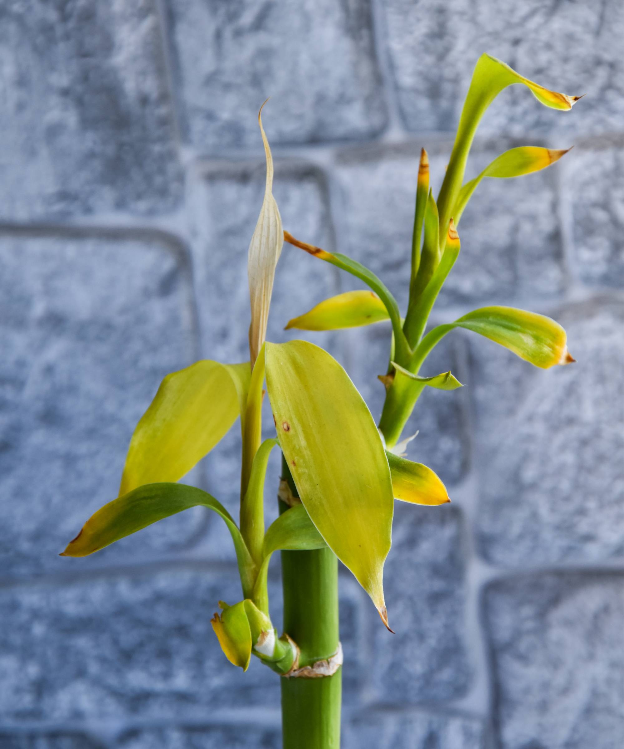 Lucky bamboo turning yellow