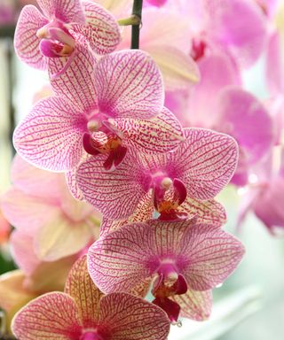 Close-up of pink moth orchid flowers growing indoors. Its petals are creamy yellow with abundant bright purple veins