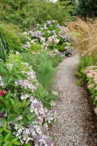 Hydrangeas are used to add a strong backdrop of colour to the prairie planting