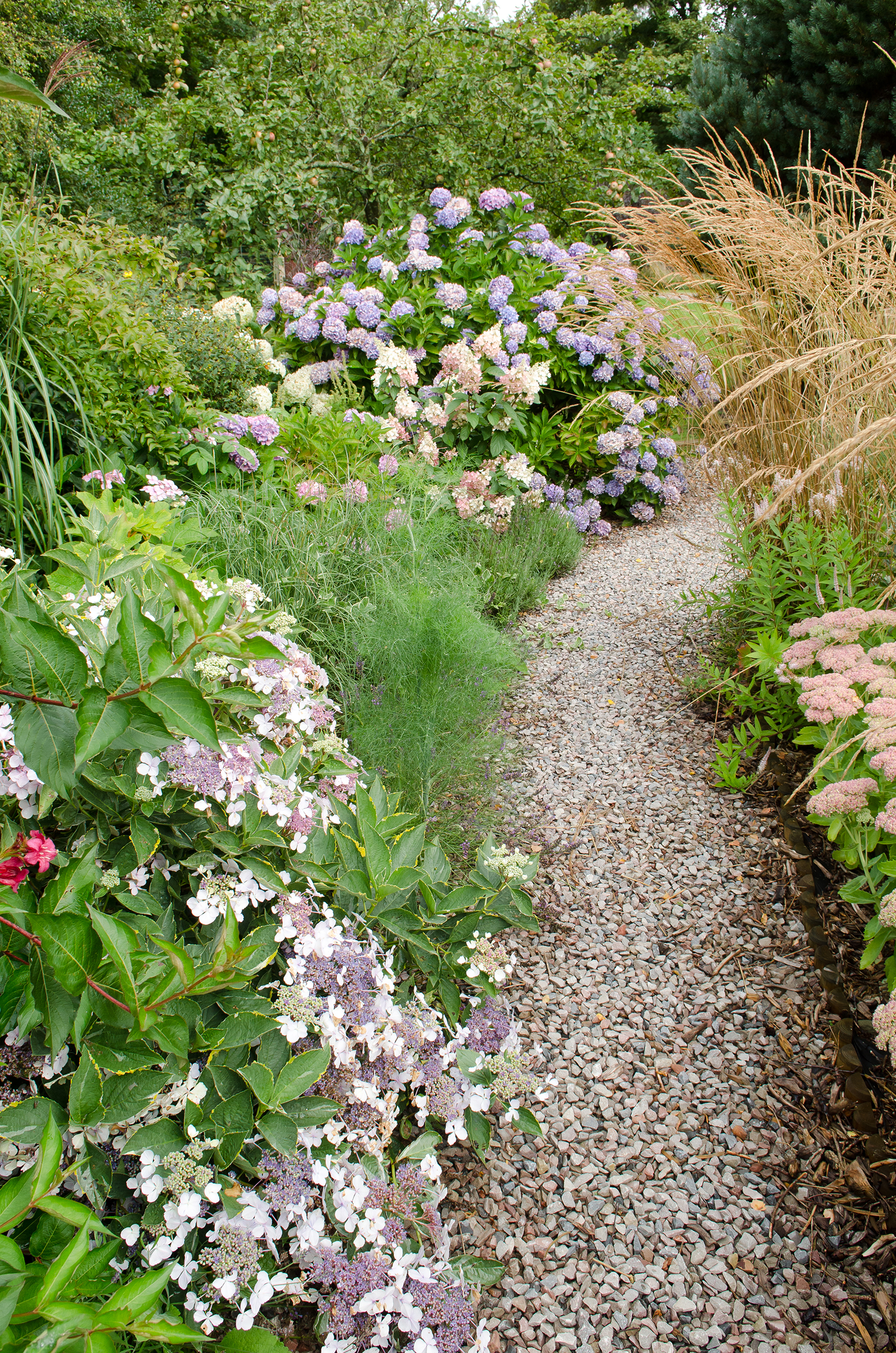 Hydrangeas are used to add a strong backdrop of colour to prairie planting