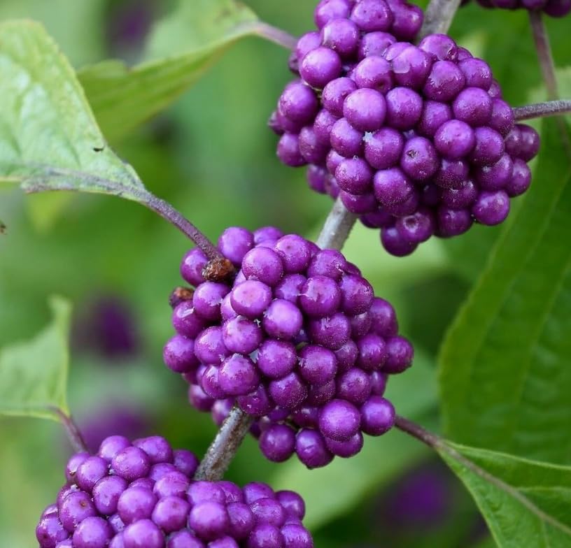 American Beautyberry Shrub/bush - 4-8" Tall Live Plant - 2.5" Pot