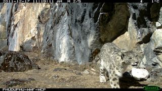 snow leopard marking its spot