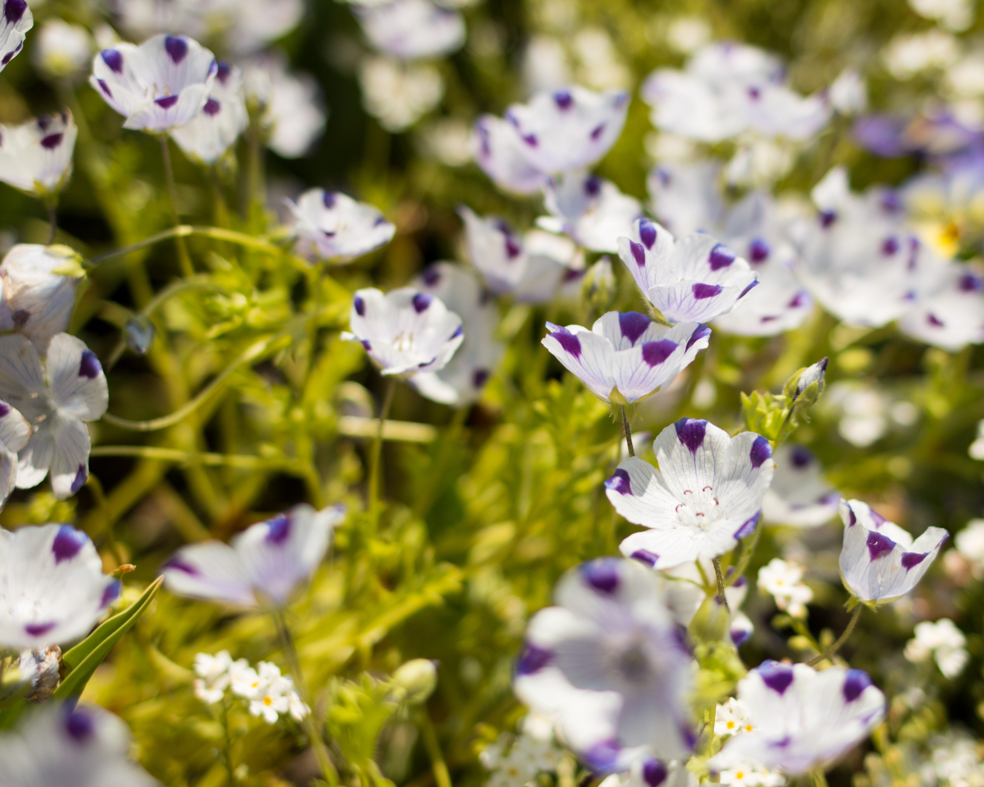 white flowers with violet spots of fivespot or Nemophila maculata