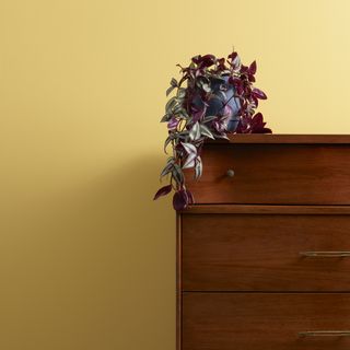 a yellow wall with furniture in front of it