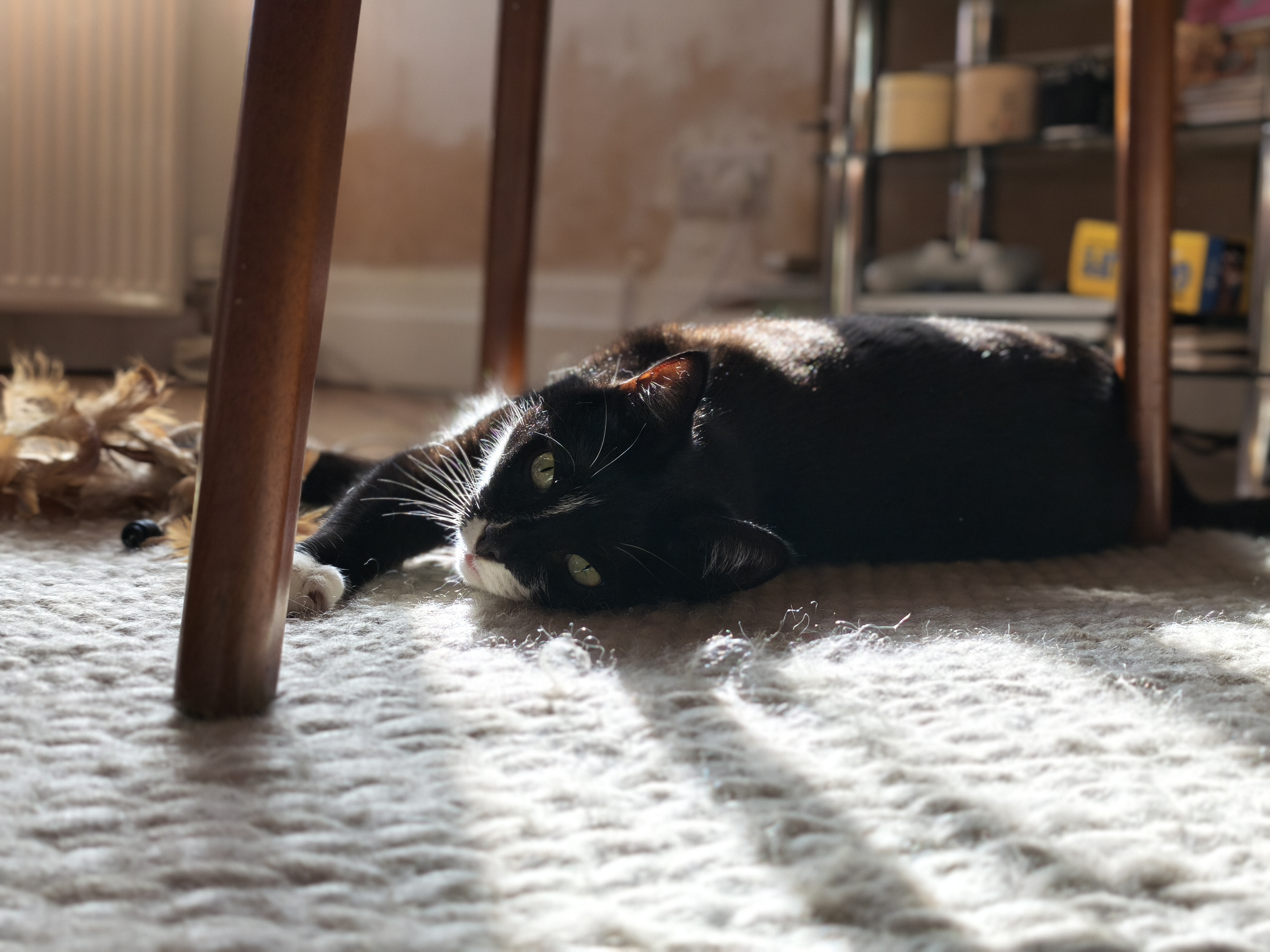 Xiaomi 15T Pro camera sample cat portrait mode 2x zoom