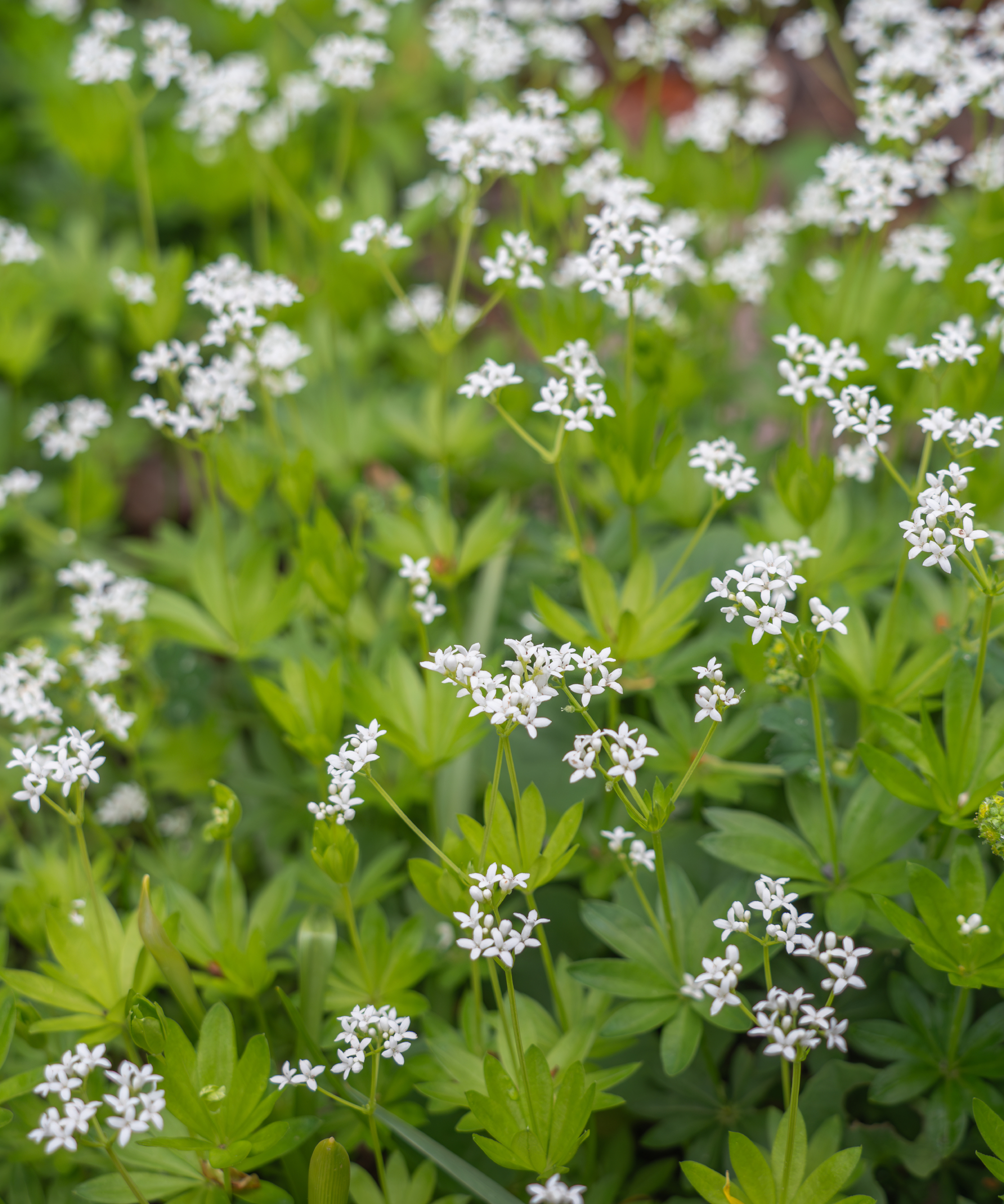 sweet woodruff