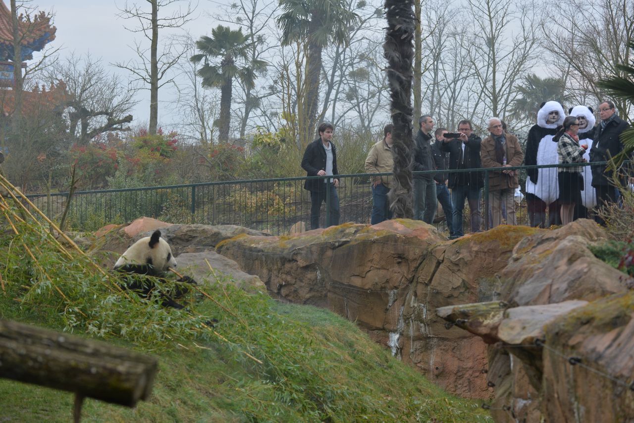The panda enclose at the ZooParc de Beauval