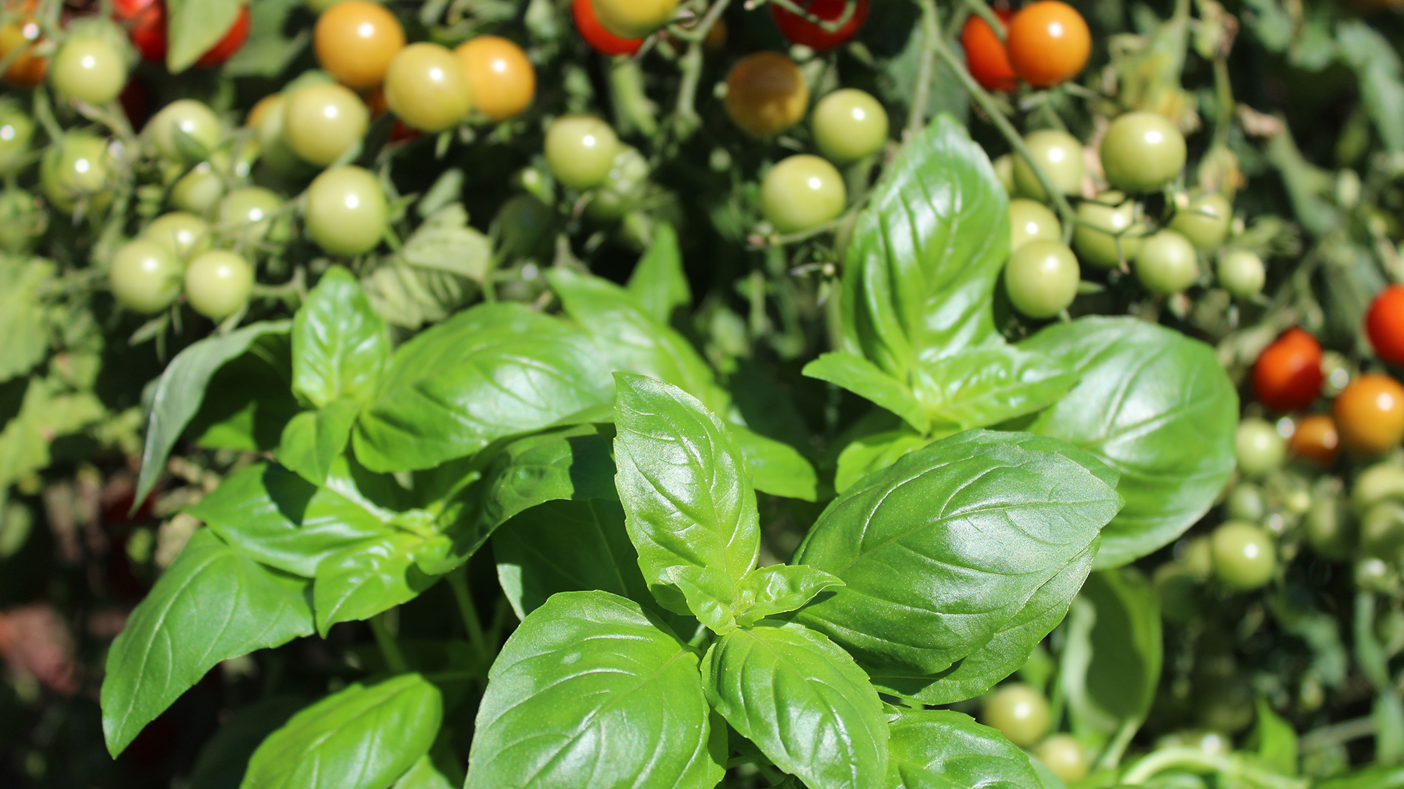 Tomatoes and basil