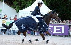 HORSEWARE-HALE-BOB_Pau14pn_49328.jpg