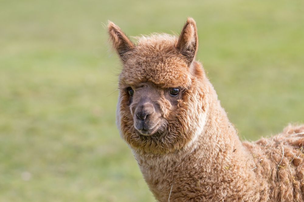 Pack out to see alpacas!