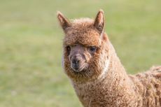 Alpaca