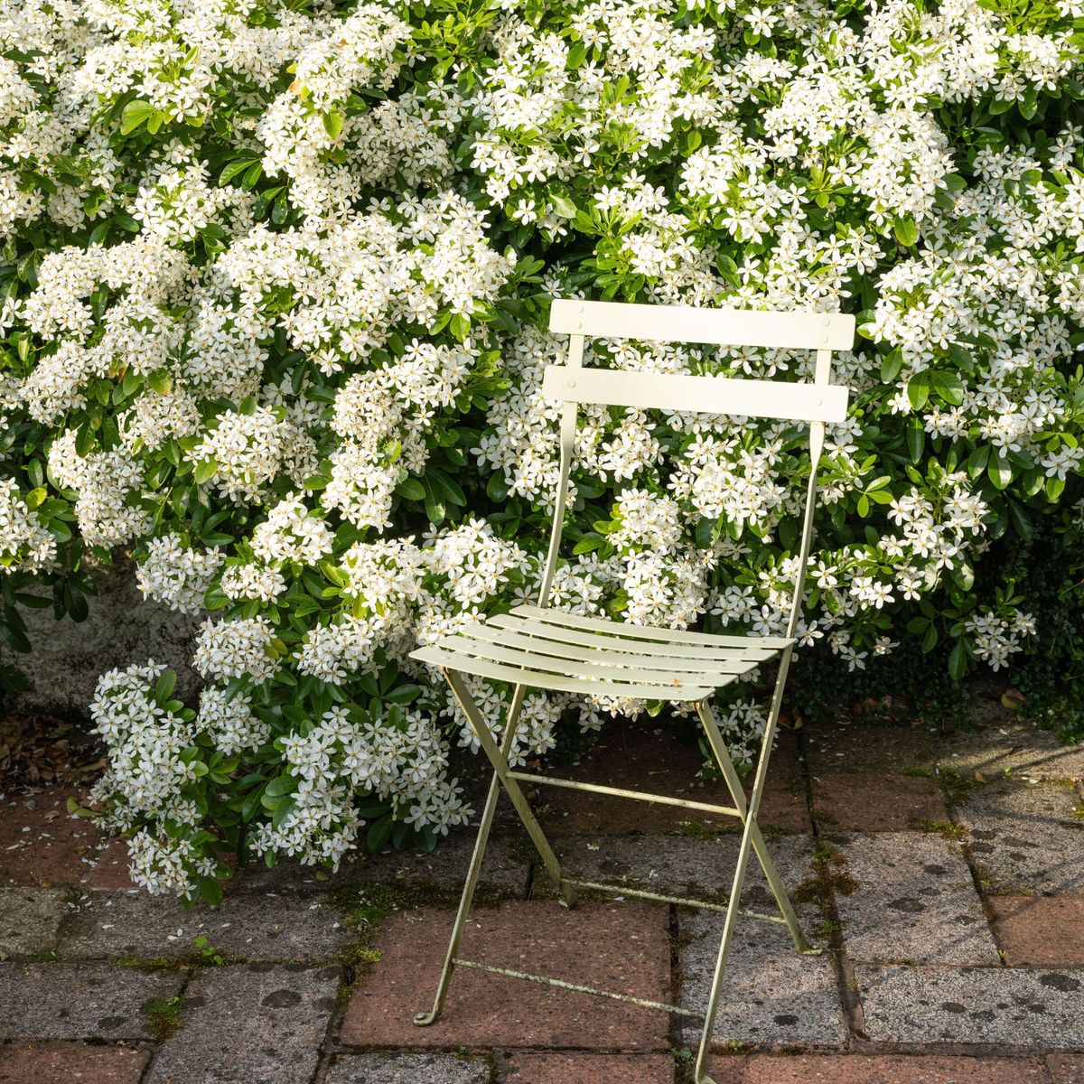 甘い香りの花が咲き誇る健康的な常緑低木を作るためにチョイシャを剪定する時期