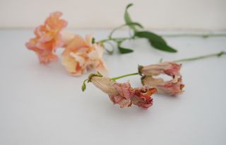 image of dried snapdragons and fresh