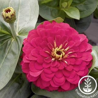 Zinnia Seeds - Magellan Series