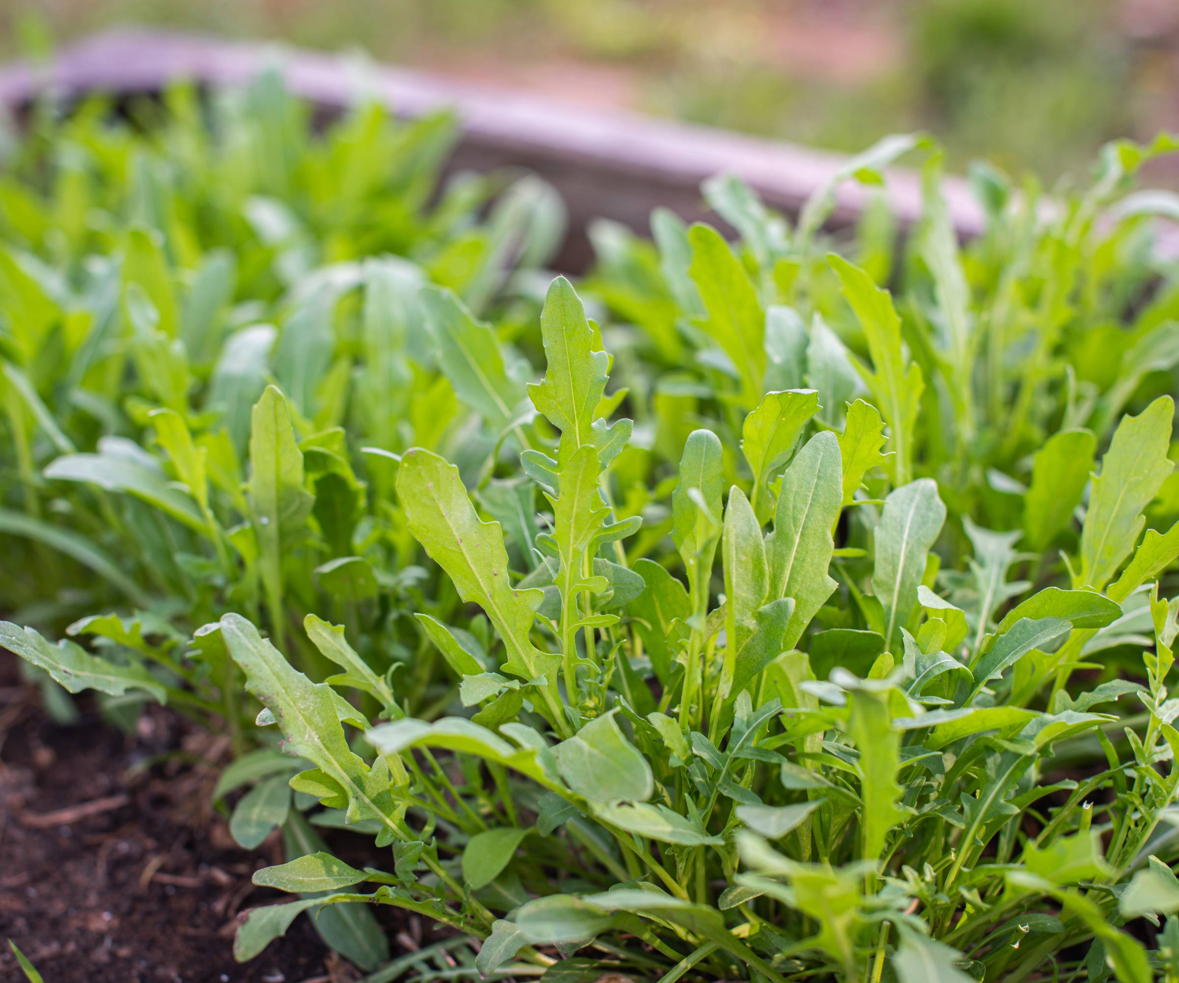 Arugula plants growing in a bed
