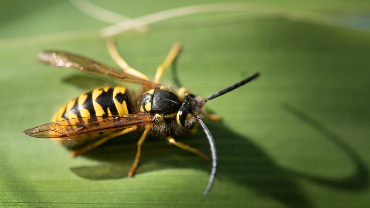 Hikers beware it's yellowjacket season and they're pure evil Advnture