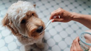 Man brushing dog's teeth