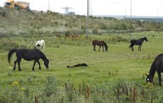 Fly-grazing-01.jpg