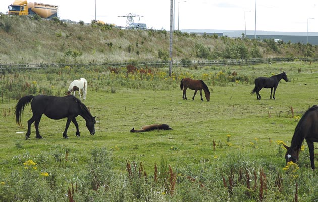 Fly-grazing-01.jpg
