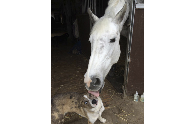 dogandhorselick