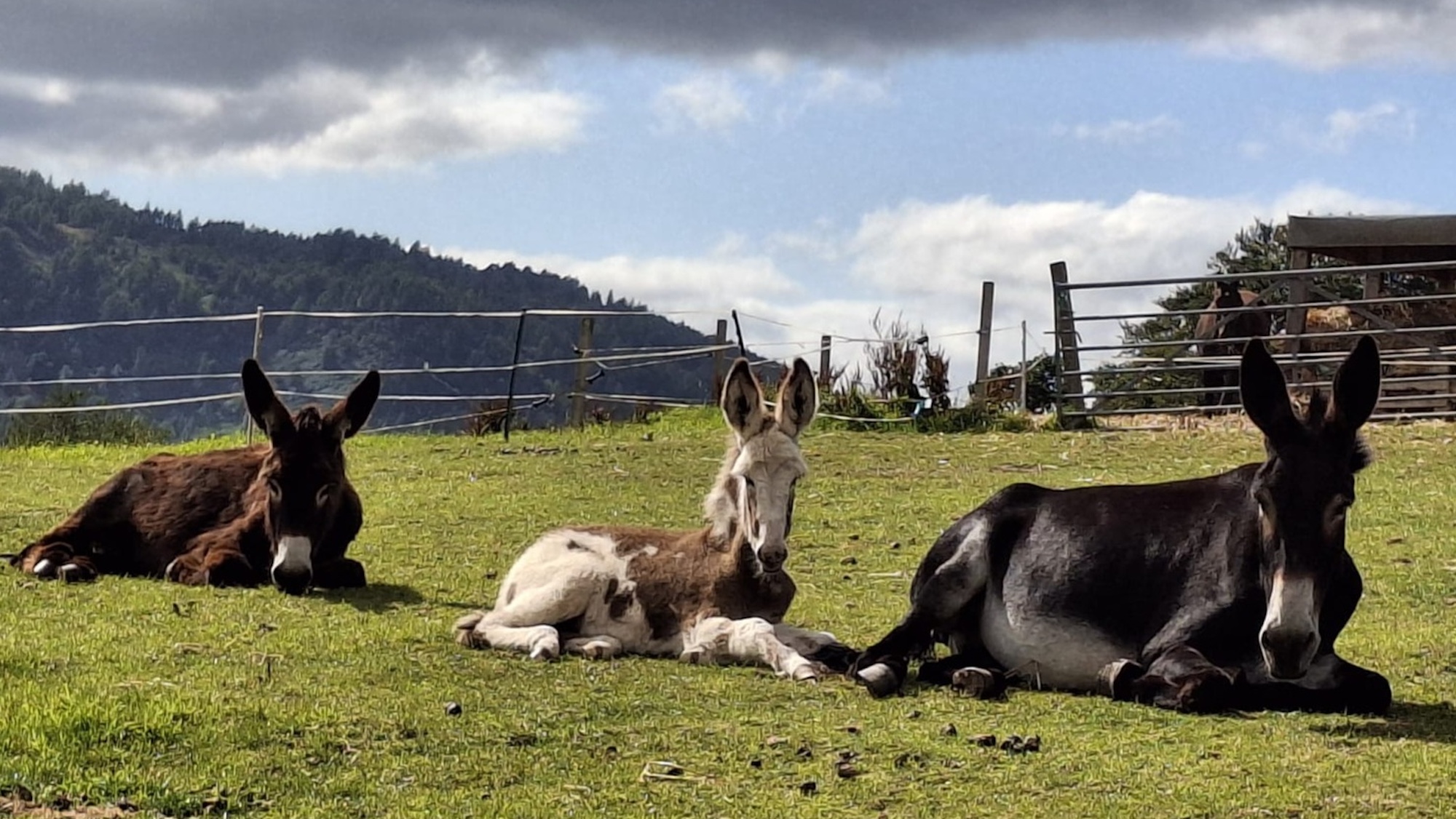 Donkeys