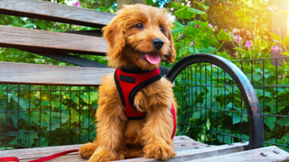 Dog sitting on a bench in a red harness