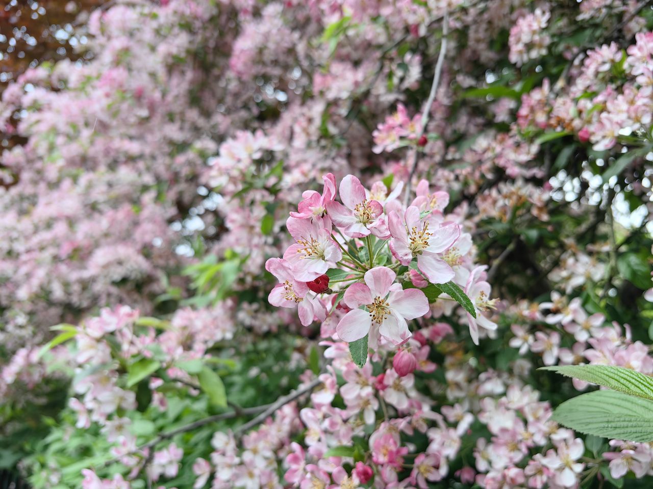 A photo captured on the Huawei P60 Pro