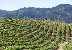 California, Ridge Vineyards Klein Vineyard