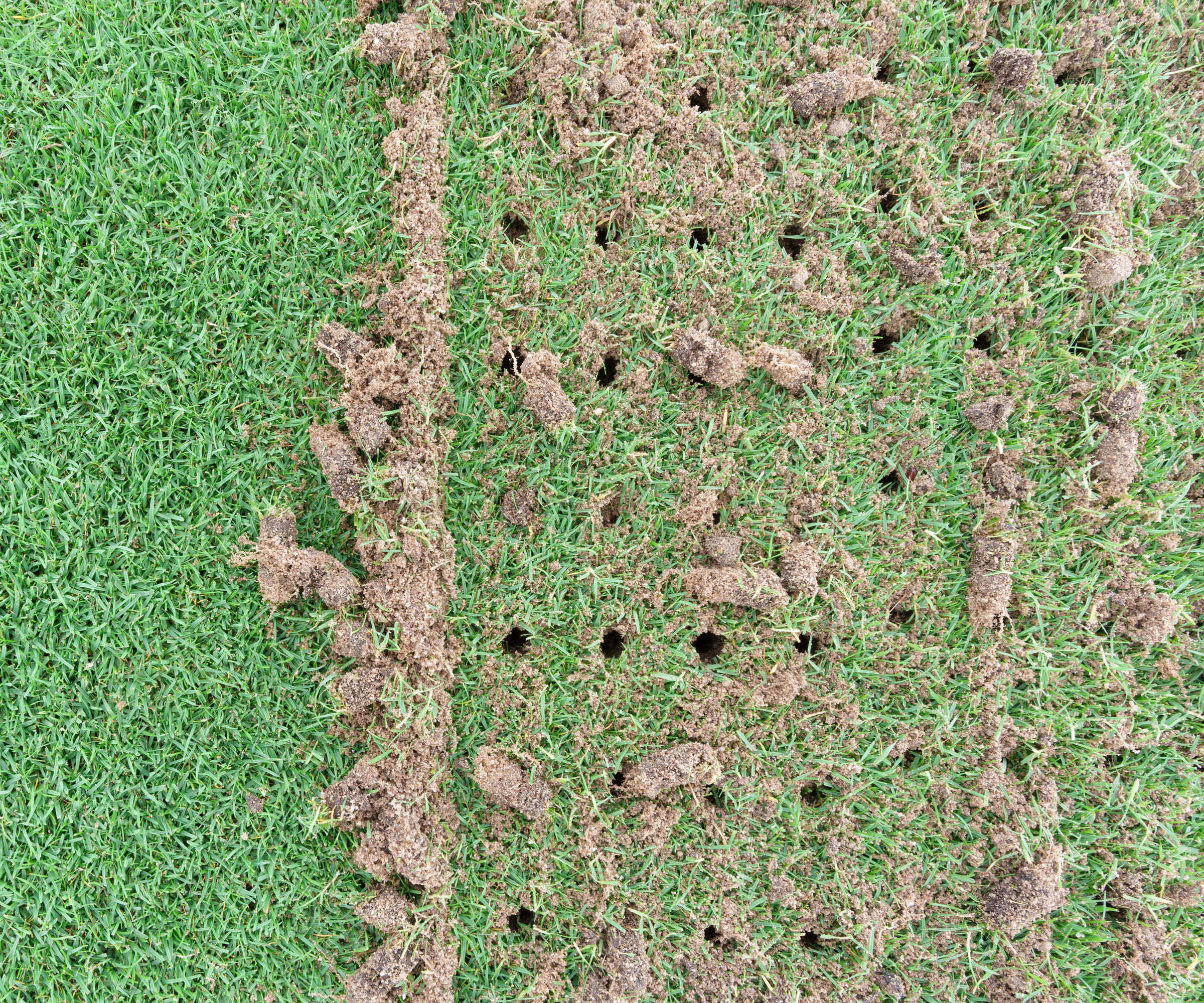 surface of lawn from above showing core aerator holes with displaced turf and grass
