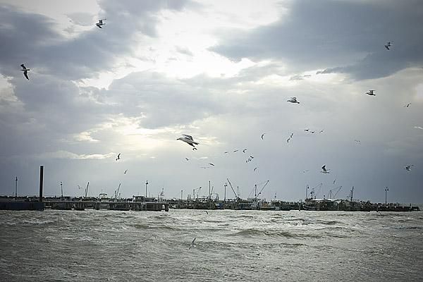 Conditions were rough in Port Philip Bay near Portarlington where the seagulls were testing their piloting skills in the gale force winds.