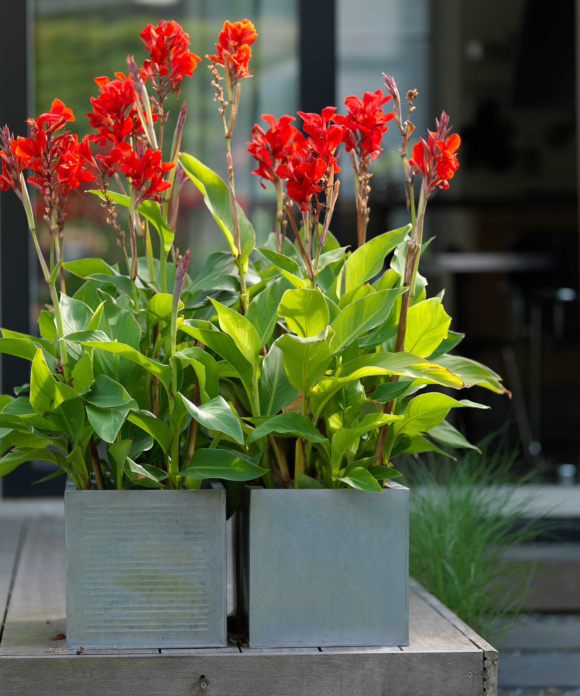 How to store canna bulbs top tips for overwintering Gardeningetc