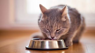 Cat eating from bowl while trying out timed feeding for cats