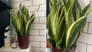 snake plant in bathroom with white Metro tiles showing how plants can help with condensation