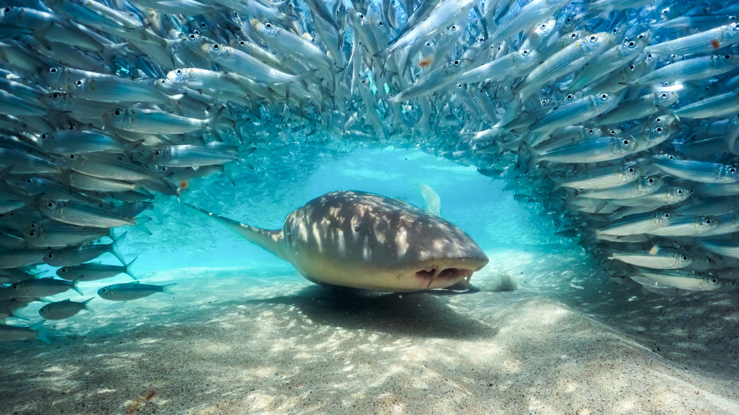 Underwater scene from "Blue Planet III" TV series