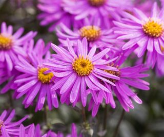 Lilac aster flowers