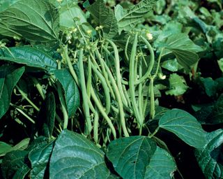 French beans growing on a plant