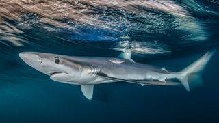 Underwater image of a blue shark alongside a small fish, captured just beneath the surface 